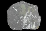 Fossil Graptolite Cluster (Didymograptus) - Great Britain #103407-1
